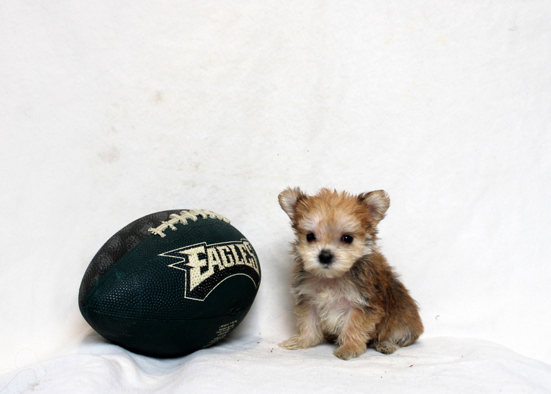 puppy, for, sale, Morkie, Matthew B. Stoltzfus, dog, breeder, Gap, PA, dog-breeder, puppy-for-sale, forsale, nearby, find, puppyfind, locator, puppylocator, aca